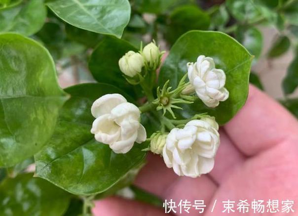 盆栽绣球花、茉莉花，植株开花少去厨房找它制肥料轻松搞定