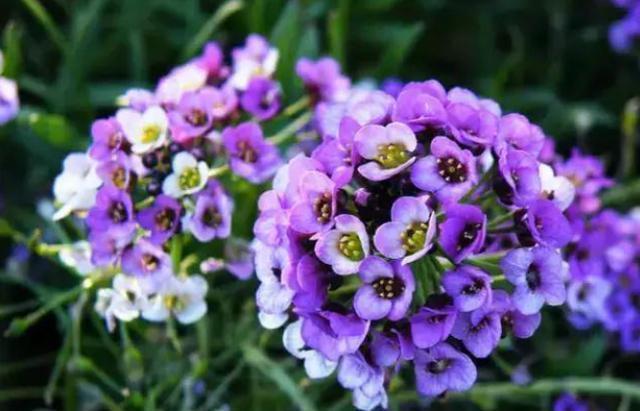 元素|养花肥料“花多多”种类多，养花只需“4种”，不用再买其他肥料