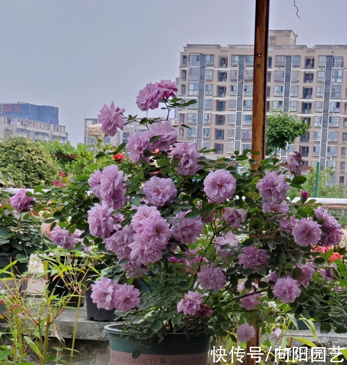 主干|月季花也有好坏！如何挑选好的月季？养好月季花，苗子要选对