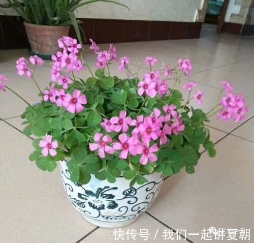 四季|老花农告诉你，这5种花是“开花机器”，摆在室内，四季常开花