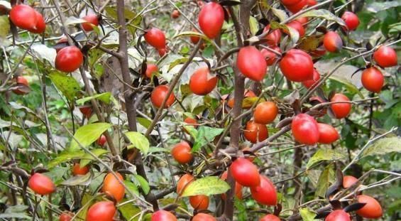 生津止渴|农村山坡上到处都是的野果,能助阳补阴、活血利肝、生津止渴