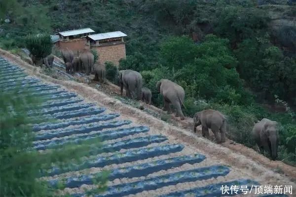 云南野象北上接近昆明 它们为何要北上 深度探秘群象迁徙 全网搜