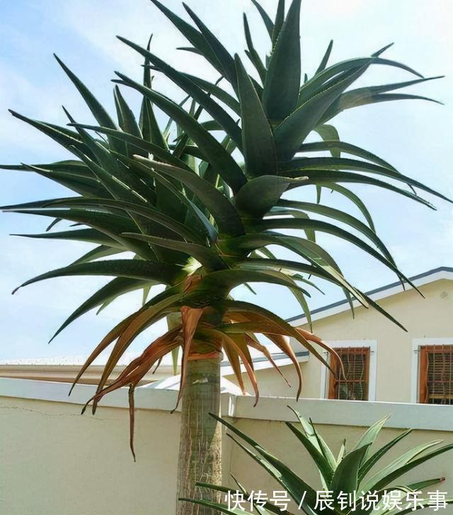 7种“富贵花”,客厅养一盆很合适,越养越值钱,能活一百年