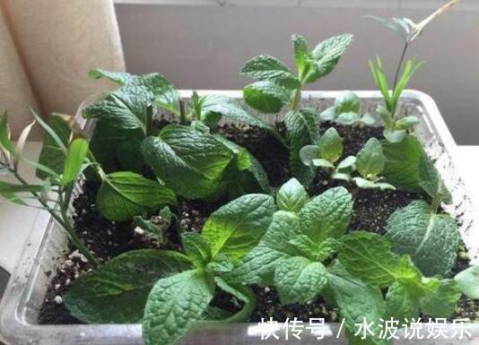 薄荷花|卫生间、浴室异味大咋办别再喷洒香水遮掩，放上它们就够了