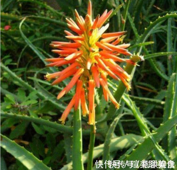 发财树|“四朵花”最适合懒人养,埋在土里就活,水疯狂地长,漂亮的开花期长