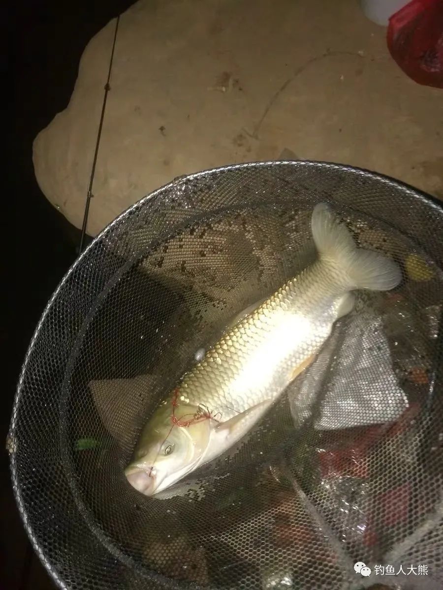 春季钓鱼用长竿钓中间还是短竿钓浅滩按我说的来,扬竿到手发麻