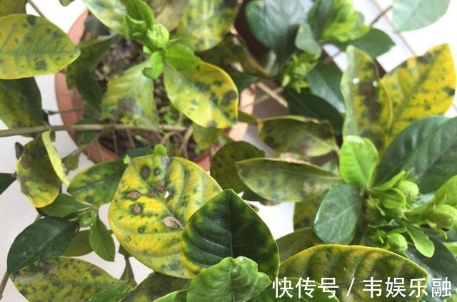 五个要点教你养栀子花，解决不开花，黄叶子，你也可以养好栀子花