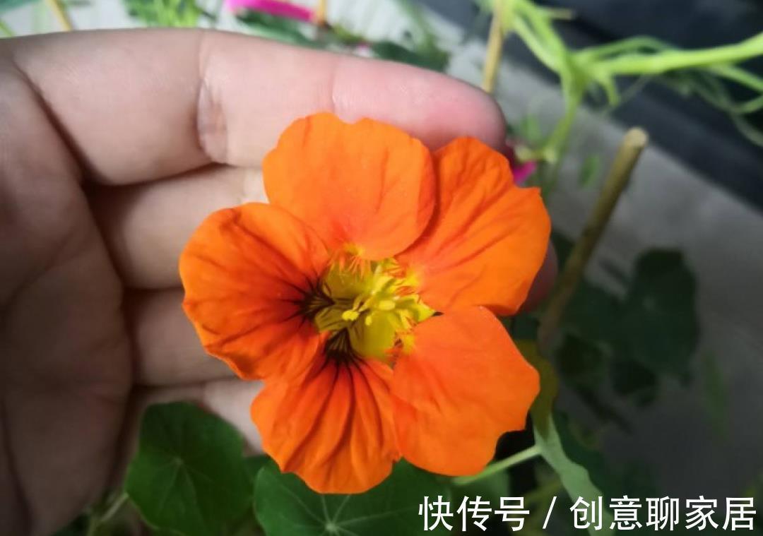 凤仙花|10种花开完不要剪，等20天之后，1盆变多盆
