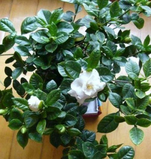 3种花“最爱”吃醋,1个月“喂”1斤,叶片油绿,花开满盆