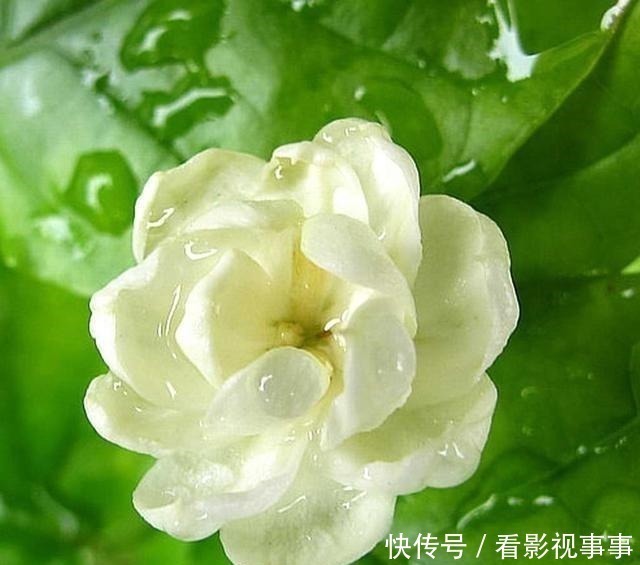 茉莉花|茉莉土加“一料”，根壮不黄叶，7天窜出一圈笋，养成繁花小老桩！