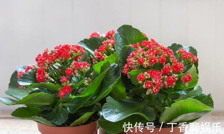 爆盆|长寿花这样养，轻轻松松爆盆，一年四季赏花不断