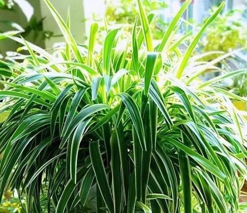 天冷养花怕冻伤，就多晒太阳多铺层它，保证呼呼疯长个