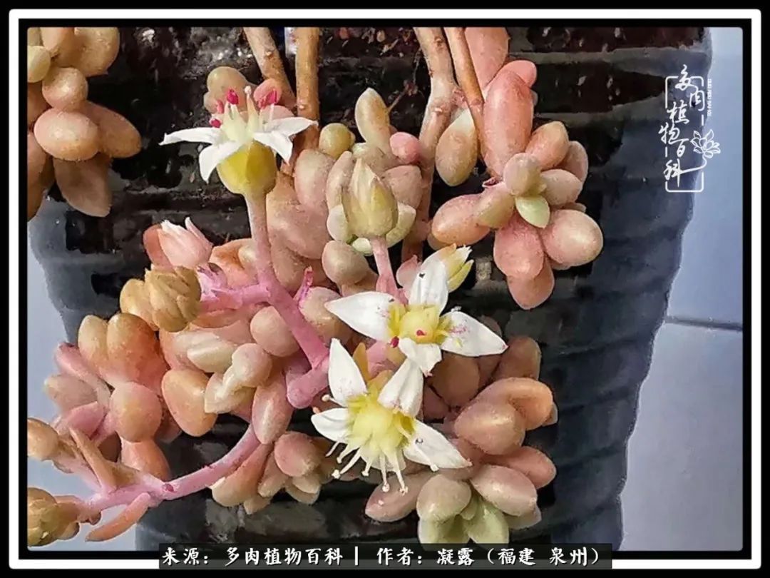 喜欢养肉,喜欢赏肉,更喜欢拍,如此怎能不掉肉坑