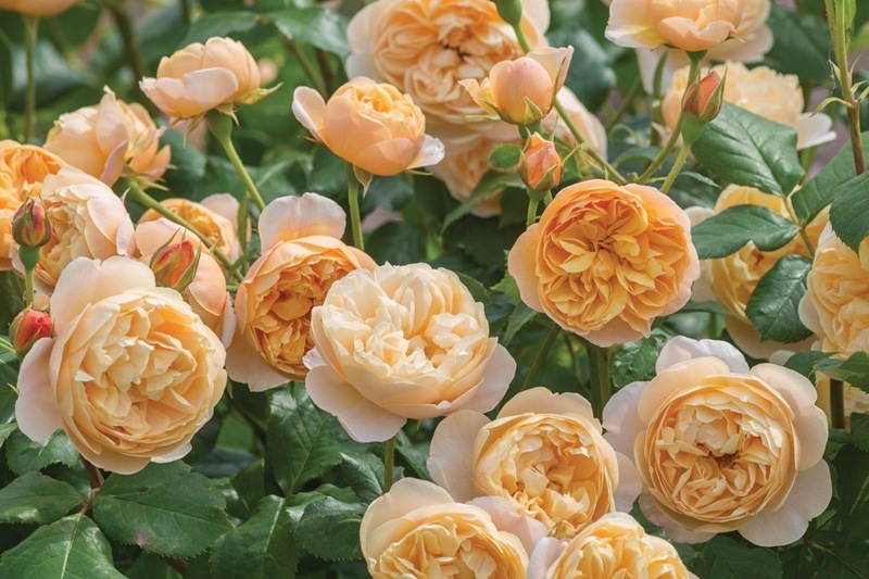 喜欢菊花，那就养“精品玫瑰”罗尔德玫瑰，美丽淡雅，甜蜜可人！