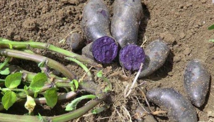 黑土豆|女人常吃此物,保养卵巢,子宫越来越健康,妇科炎症悄悄溜