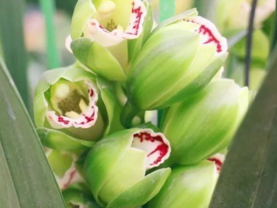 养护|夏天养护君子兰有讲究,这几点千万要做好,否则难以安全度夏