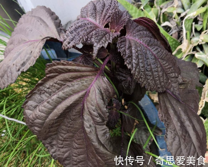 这3种常见植物最懂得“感恩”,人养着它,它则守护着主人的健康