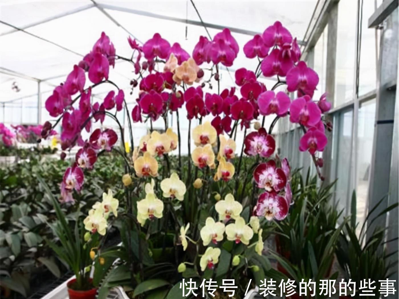 浇水|6种“泼辣花”,容易被浇死,越懒养越爆,勤快人养不好