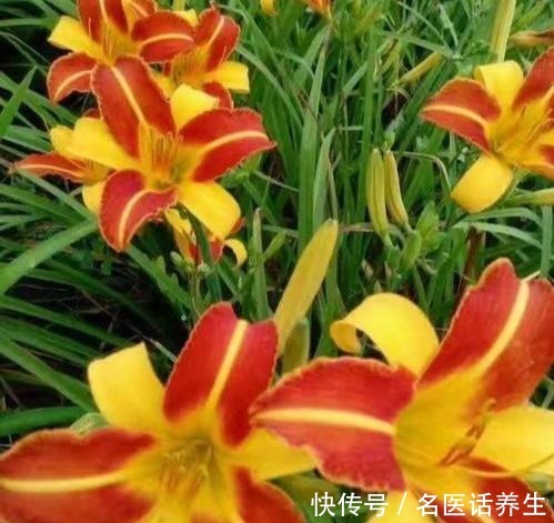 家里种棵“黄菜花”,开花几十年,花大如百合,满院“妈妈花”