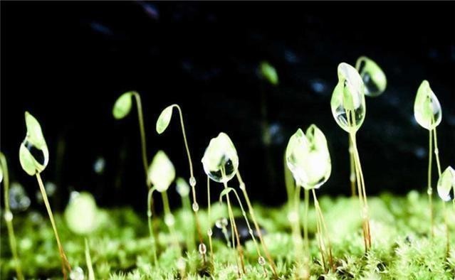 句句|《楚辞》10句千古名句,句句深刻,精致走心!