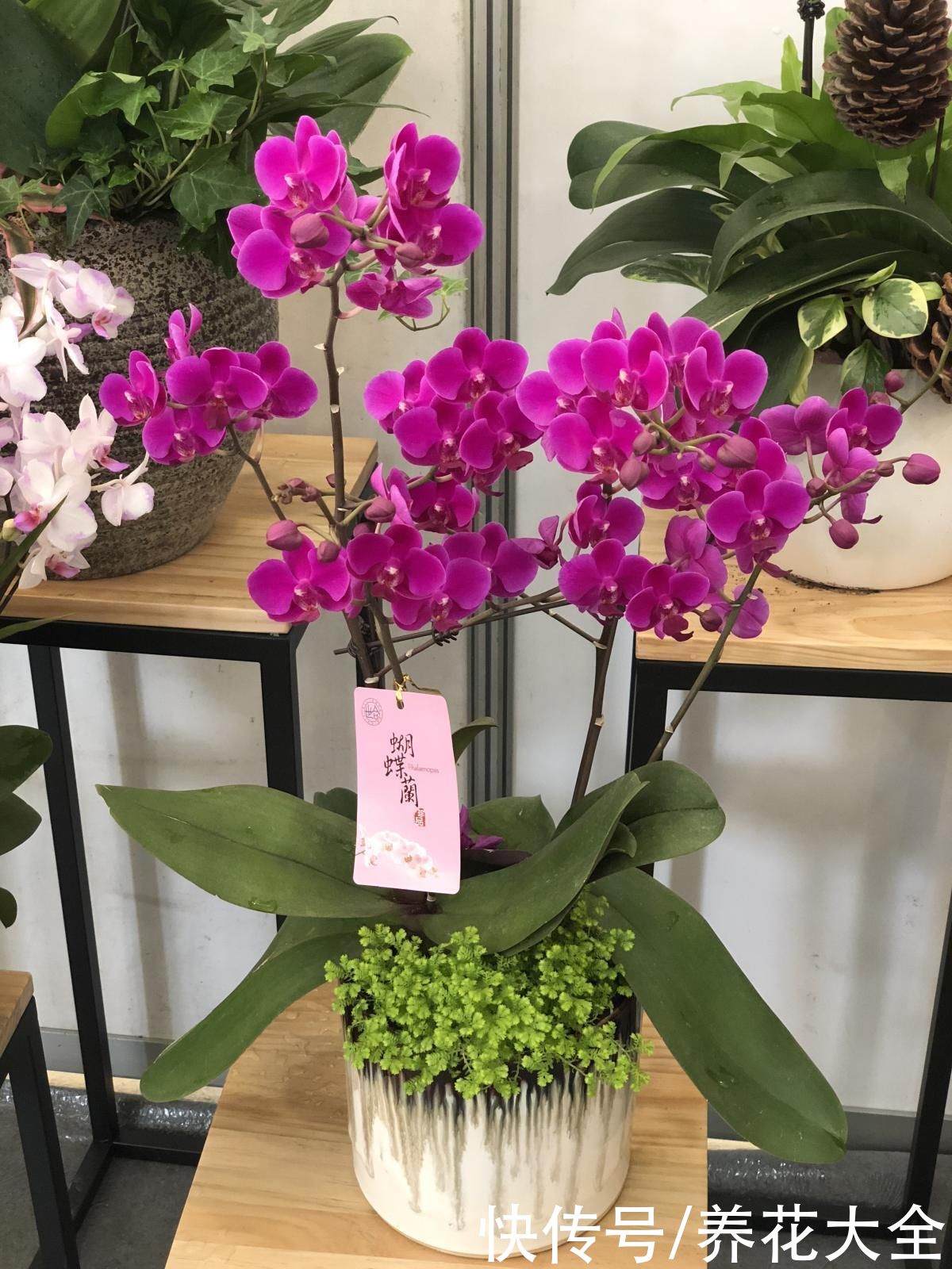 施肥|蝴蝶兰长势不旺？正确的浇水方法，你了解吗？