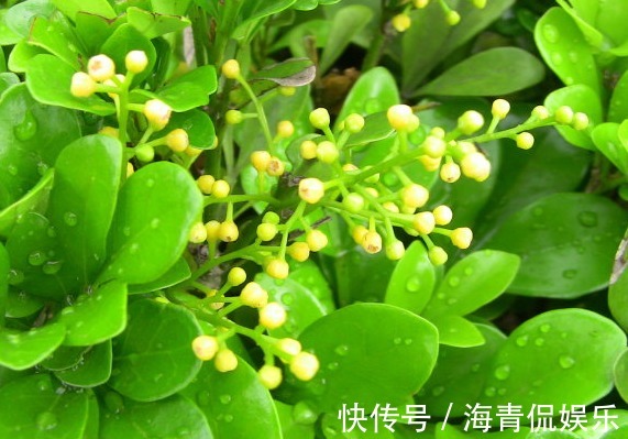 喜欢菊花，不妨养盆墨菊，似花中仙子，花色多又艳，养在家中美