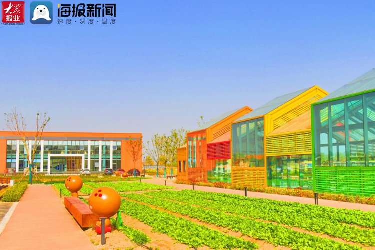 大姜#八百亩生姜喜获丰收 第三届青岛移风店（女儿村）大姜文化节开幕