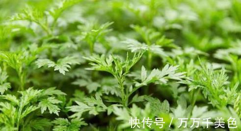 见效|农村路边的野草,腰间盘突出的“救命草”,三天便见效,值得一试