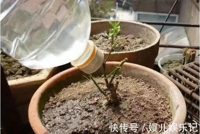 盆土|养花盆土“硬邦邦”？自制一碗水，土壤松软似面包，肥力足