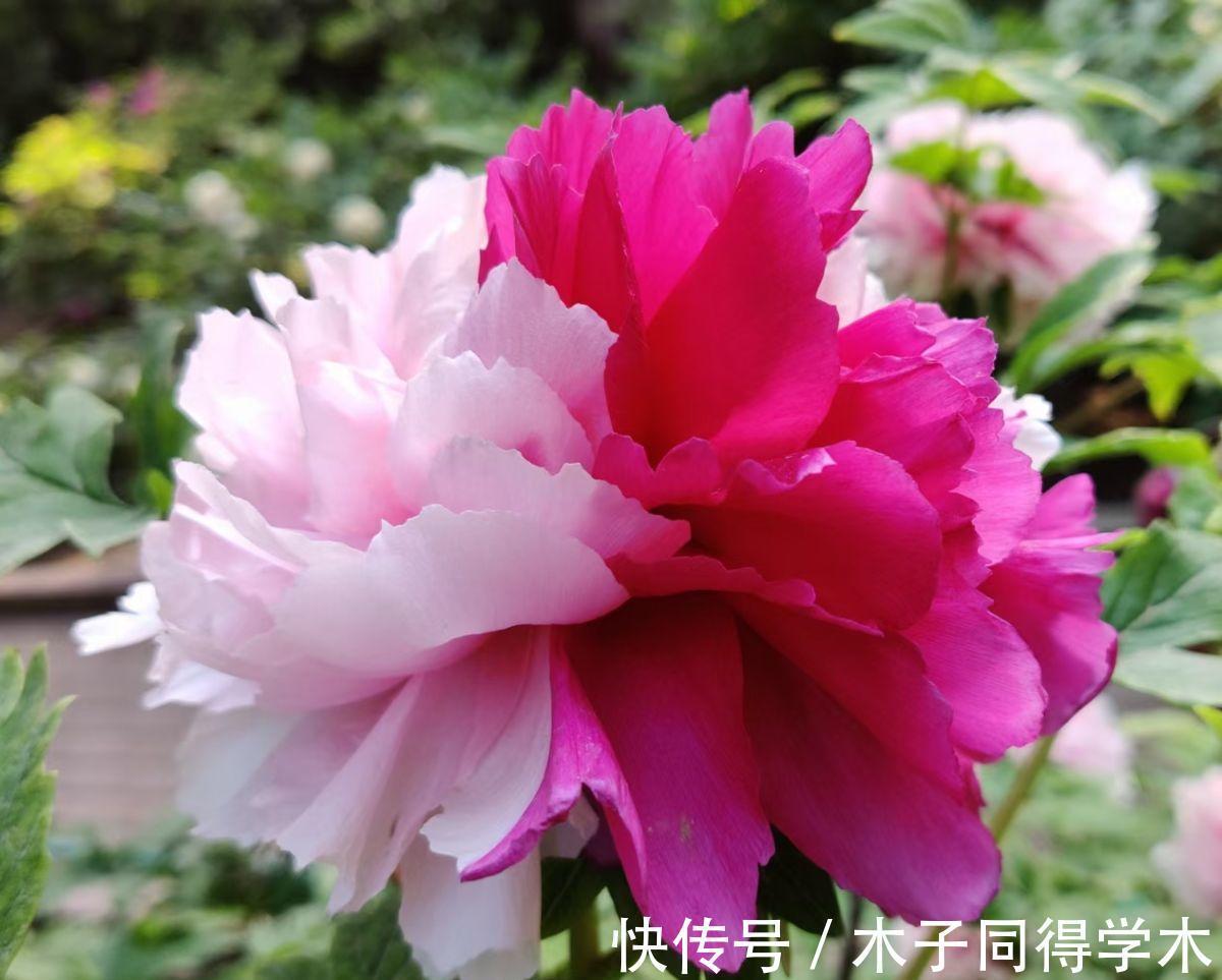 兰花|5种“长命花”，富贵又吉利，越养越值钱，赶紧养一盆做传家宝