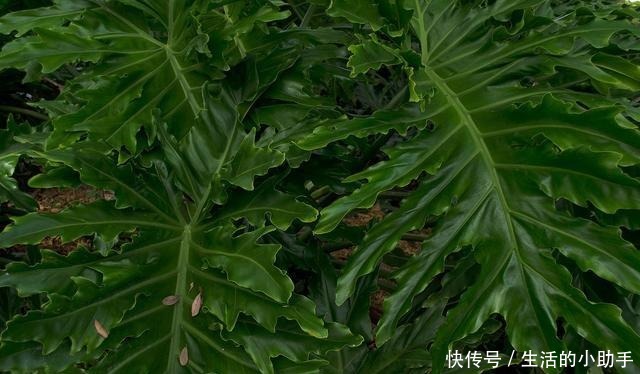 新房内养这几种花卉,甲醛快速“消灭”,空气香又甜,好养又漂亮!