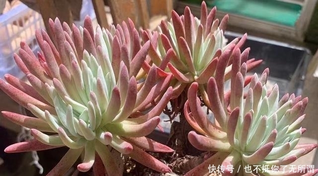 很漂亮的多肉却长得又瘦又高?我觉得你可能对它们做了这些事情