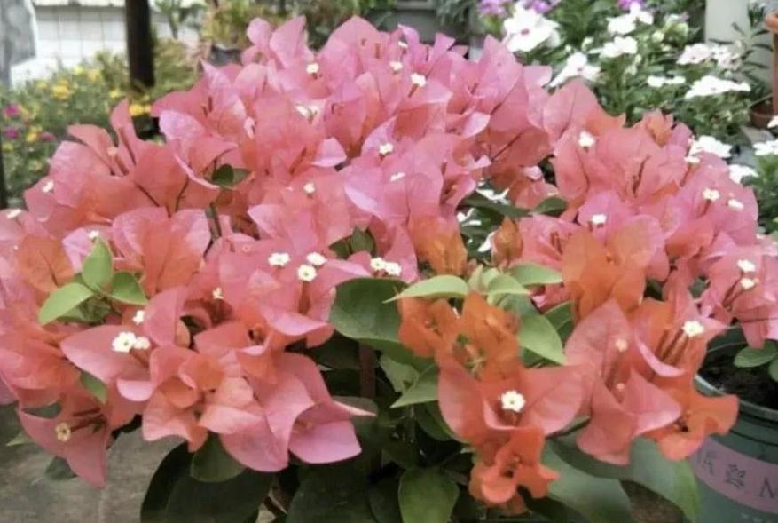 三角梅有6怕,做错了光长叶子不开花,避开了花开满枝