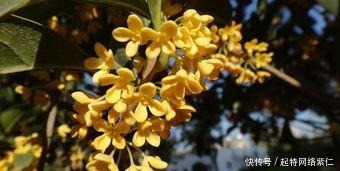 方法|如何养护桂花,盆栽桂花的养殖方法有哪些