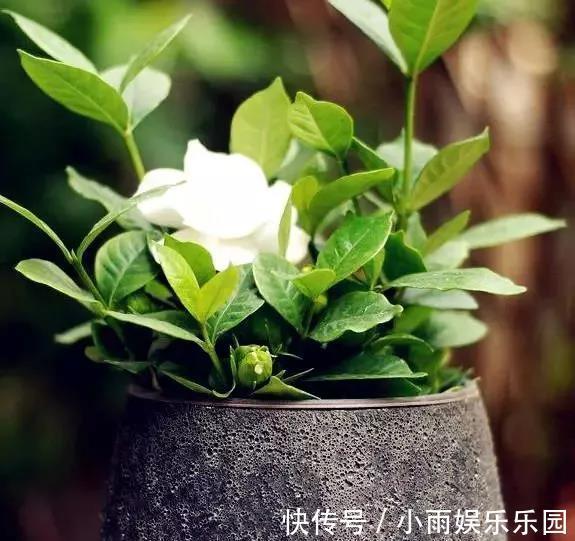 冬季养花大全,家里有这21种花的看过来