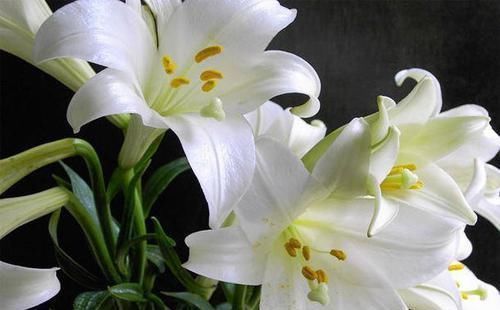 蜂蜜|女性爱美,多吃4种食物,比“明星”打玻尿酸强,皮肤水嫩更年轻