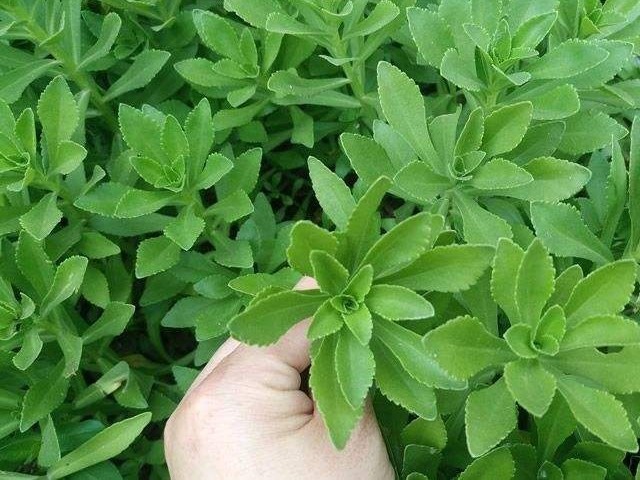 玉揪药解|此种野菜叫救心菜,俗称“土人参”,养护心脏、软化血管、降三高