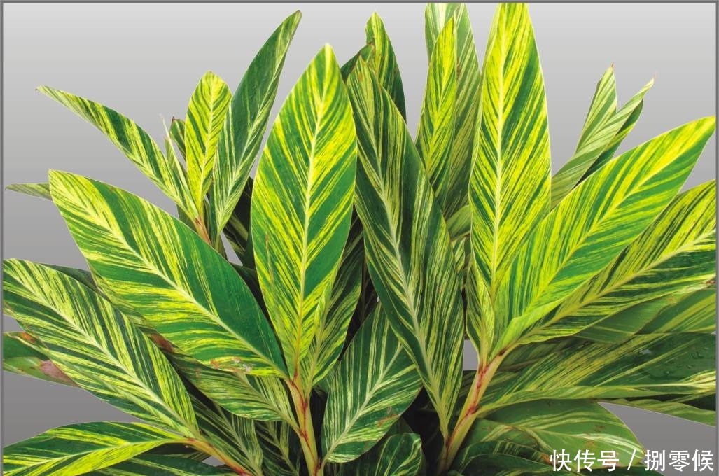 不仅仅是人，植物也会出现这种情况，适当补充植物状态更佳