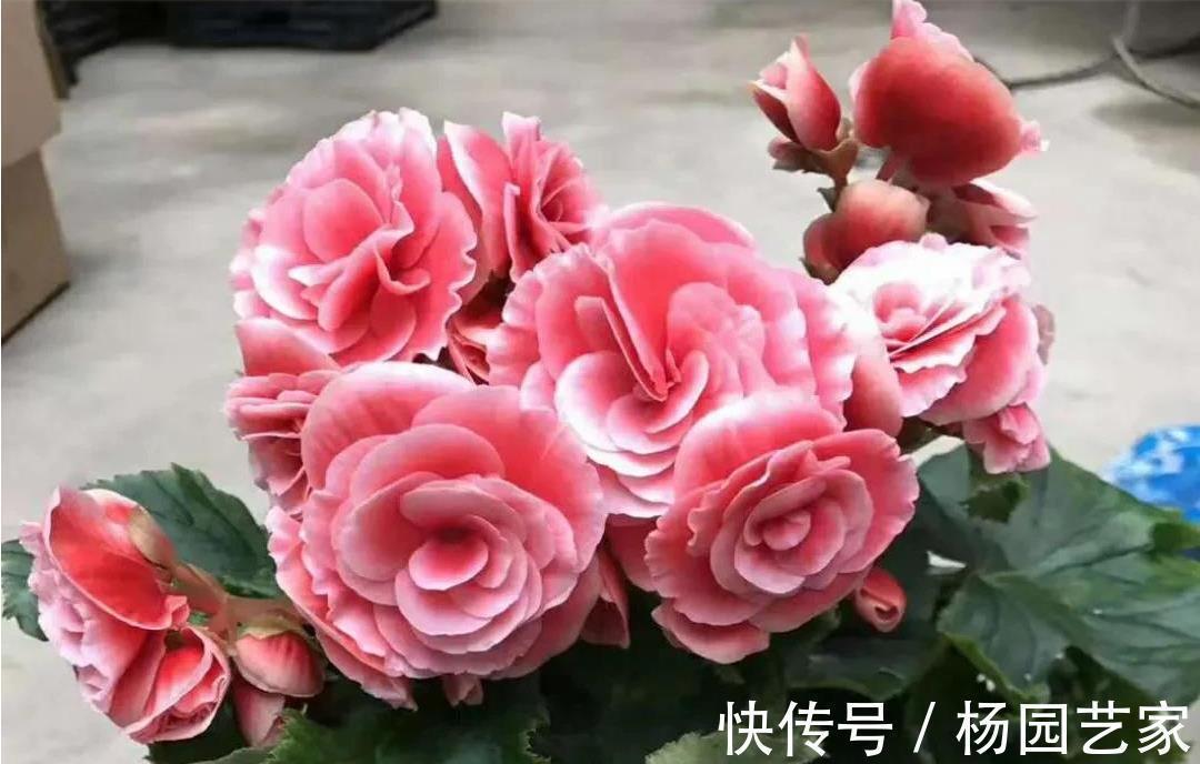 哇塞,4种盆栽花太好养了吧,简单养护开花300天