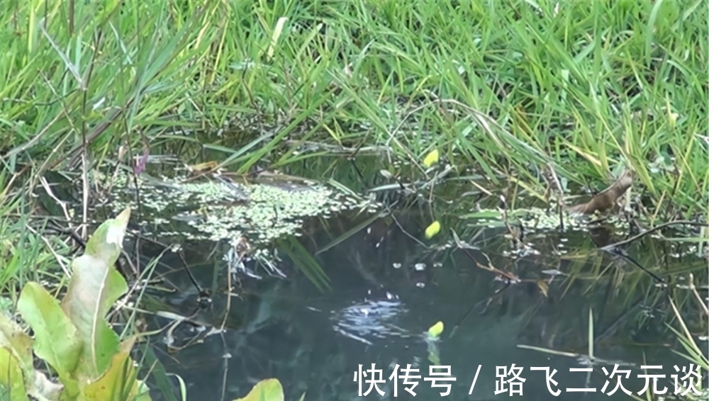 气温低鱼口变轻时,就到了需要这种钓法的时候,可以轻松撬开鱼嘴