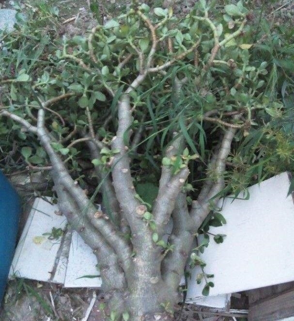 有机肥|玉树烂根还有救吗?教你3个挽救法,20天生根,让它“起死回生“