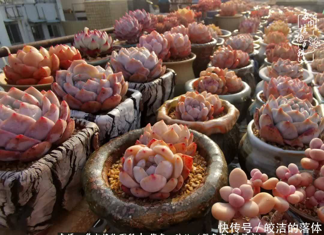 百度|我与多肉那些不得不说的故事!