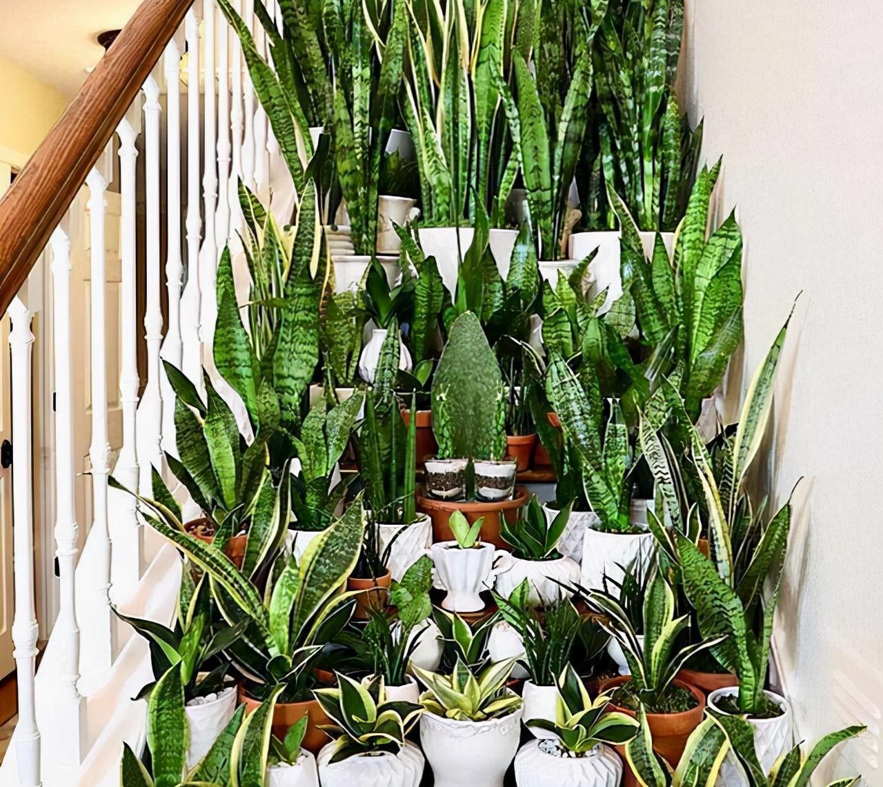 十月养虎皮兰,做好“一动作”,催出一堆小崽,次月养成盆景老桩