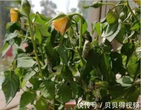 小贴士|月季种植大忌，月季肥害了怎么办，急救小贴士在此