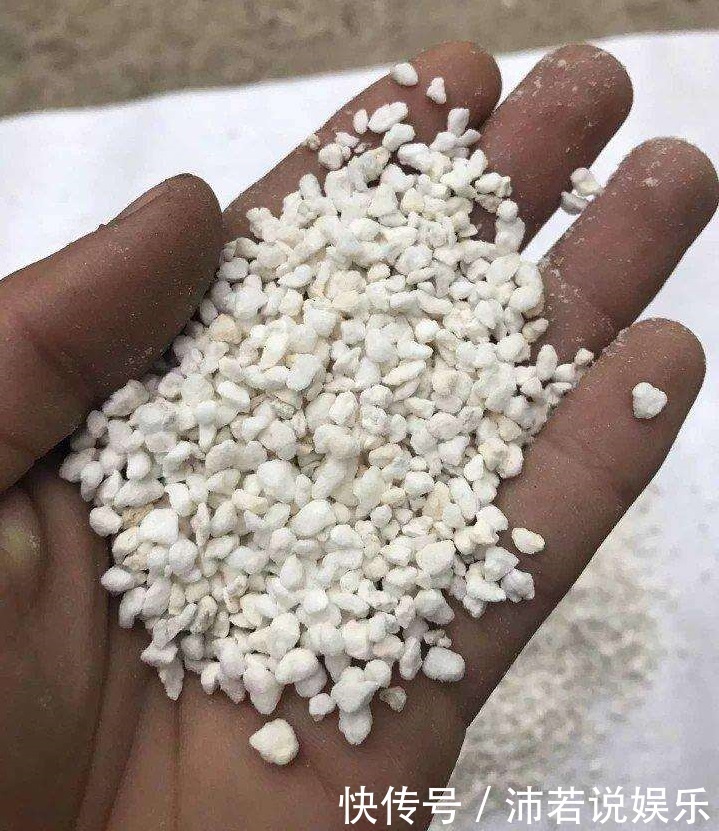 君子兰|君子兰、兰花拿2种“石头”养,不烂根不黄叶,根壮叶绿、开花多