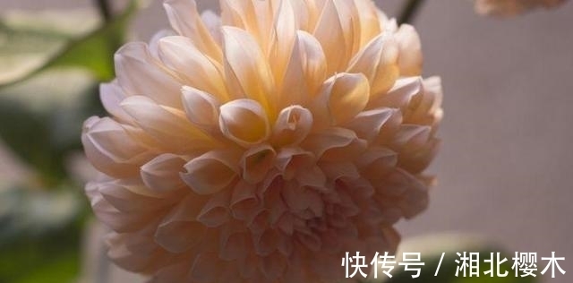 双子座|11月份期间，甜甜的恋爱出现，遇见真爱会闪婚的4大星座