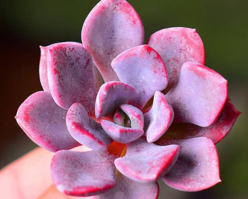 多肉黛比怎么养教你3个盆栽的小妙招，养出梦幻般色彩的黛比