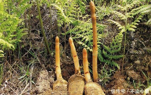 野草|山里人称“一根棍”的野草,根茎珍贵,城里1000块钱一斤买断货