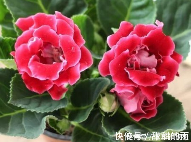 寓意|此花花大色艳，花姿妖娆仿佛是从画中而来，寓意为华美与欲望