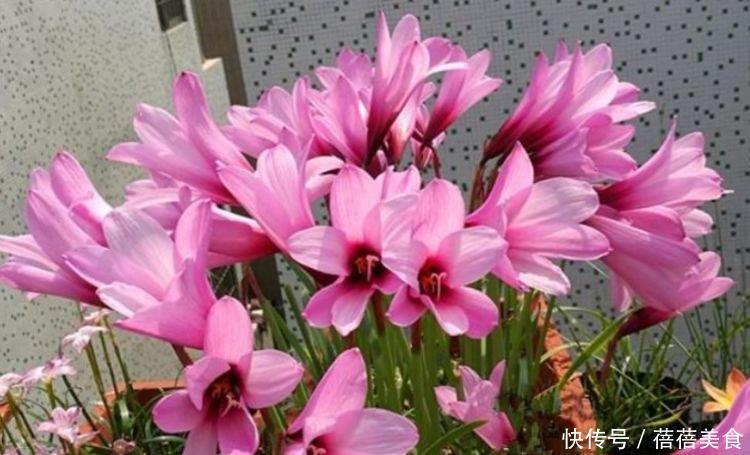 家养这些植物,阳台开出花海,妖艳妖娆,花朵姿态万千,美